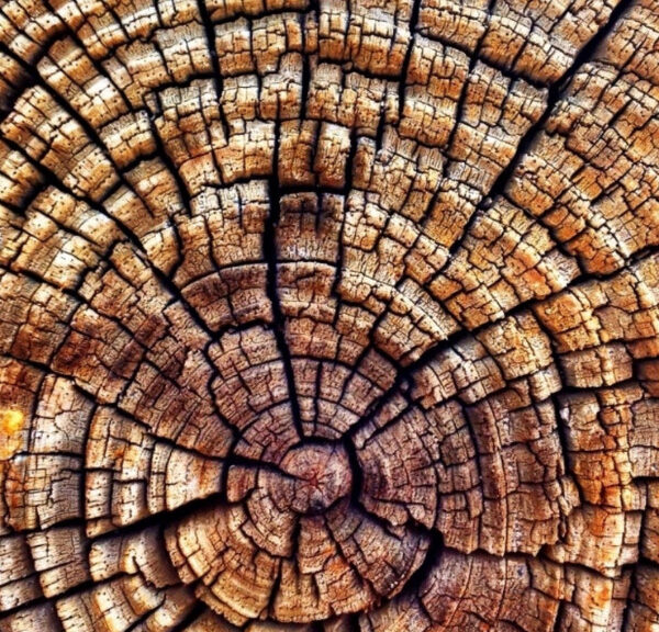 Xylopolis- Centrum Wiedzy o Drewnie